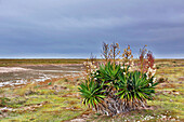 France, Normandy. Manche. Agon-Coutainville. Protected natural site Agon-Coutainville Cape.