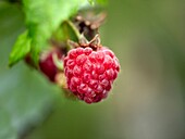 Close up of a raspberry fruit.