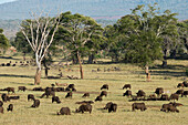 A herd of African buffalo ,Syncerus caffer, grazing in a plain, Tsavo, Kenya, East Africa, Africa