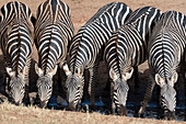 Gemeinsame Zebras ,Equus Quagga, trinken an einem Wasserloch, Tsavo, Kenia, Ostafrika, Afrika