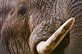 Close up portrait of an African elephant ,Loxodonta africana, Tsavo, Kenya, East Africa, Africa