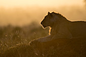 Ein Löwe ,Panthera Leo, ruht auf einem Termitenhügel bei Sonnenuntergang, Ostafrika, Afrika