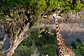 A Maasai giraffe ,Giraffa camelopardalis tippelskirchi, feeding on a tree, Kenya, East Africa, Africa