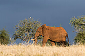 Ein afrikanischer Elefant ,Loxodonta africana, zu Fuß in den Busch, Tsavo, Kenia, Ostafrika, Afrika