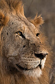 Close up Portrait eines Löwen ,Panthera Leo, Tsavo, Kenia, Ostafrika, Afrika