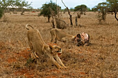 Two lions ,Panthera leo, feeding on a buffalo kill, Tsavo, Kenya, East Africa, Africa