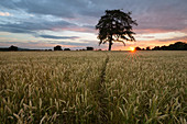 Weizenfeld und Kiefer bei Sonnenuntergang, in der Nähe von Chipping Campden, Cotswolds, Gloucestershire, England, Vereinigtes Königreich, Europa