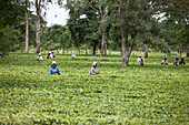 Tea Garden in Dibrugarh, Assam, India, Asia