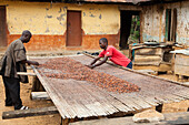 Zwei Kakaobauern legen ihre Kakaobohnen auf Bambusmatten, um in der Sonne zu trocknen, Ghana, Westafrika, Afrika