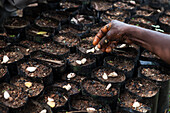 Cocoa beans being planted at a cocoa nursery in Ghana, West Africa, Africa