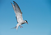 Arctic tern ,Sterna paradisaea, on the Farne Islands, Northumberland, England, United Kingdom, Europe