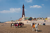Blackpool Tower, Esel am Strand, Blackpool, Lancashire, England, Vereinigtes Königreich, Europa