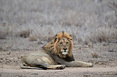 Löwe ,Panthera leo, Krüger Nationalpark, Südafrika, Afrika