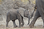 African elephant ,Loxodonta africana, baby, Kruger National Park, South Africa, Africa