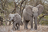 Afrikanischer Elefant ,Loxodonta africana, Erwachsener und Jugendlicher, Kruger National Park, Südafrika, Afrika