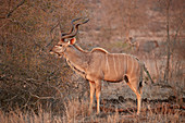 Greater kudu ,Tragelaphus strepsiceros, bull, Kruger National Park, South Africa, Africa