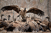 African white-backed vulture ,Gyps africanus, fighting at a carcass, Kruger National Park, South Africa, Africa