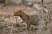 Schlanker Mungo ,Galerella sanguinea, Krüger Nationalpark, Südafrika, Afrika