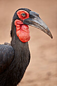 Southern ground-hornbill ,Southern ground hornbill, ,Bucorvus leadbeateri, male, Kruger National Park, South Africa, Africa