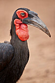 Südlicher Hornrabe ,Südlicher Hornrabe, ,Bucorvus leadbeateri, Männchen, Krüger Nationalpark, Südafrika, Afrika