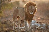 Löwe ,Panthera leo, Krüger Nationalpark, Südafrika, Afrika