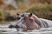 Nilpferd ,Nilpferd amphibius, Krüger Nationalpark, Südafrika, Afrika