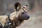 Afrikanischer Wildhund ,Afrikanischer Jagdhund, ,Cape Jagdhund, ,Lycaon pictus, Krüger Nationalpark, Südafrika, Afrika