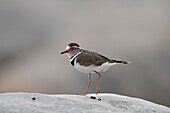 Dreibandregenpfeifer ,Charadrius tricollaris, Krüger Nationalpark, Südafrika, Afrika