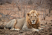 Löwe ,Panthera leo, Krüger Nationalpark, Südafrika, Afrika