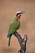 White-fronted bee-eater ,Merops bullockoides, Kruger National Park, South Africa, Africa