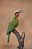 Weißkopf-Bienenfresser ,Merops bullockoides, Krüger Nationalpark, Südafrika, Afrika