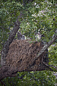 Verreauxs Uhu ,Großer Uhu, ,Bubo lacteus, Erwachsener und Küken auf ihrem Nest, Krüger Nationalpark, Südafrika, Afrika