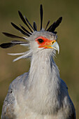 Secretarybird ,Sagittarius serpentarius, Ngorongoro Crater, Tanzania, East Africa, Africa