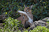 Caracal ,Caracal caracal, mit einer jungen Thomson-Gazelle ,Gazella thomsonii, Ngorongoro-Krater, Tansania, Ostafrika, Afrika