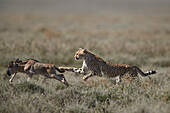 Gepard ,Acinonyx jubatus, der ein blaues Gnu ,Connochaetes taurinus, Ngorongoro-Naturschutzgebiet, Tansania, Ostafrika, Afrika niedergemetzelt