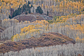 Yellow aspen trees in the fall, Uncompahgre National Forest, Colorado, United States of America, North America