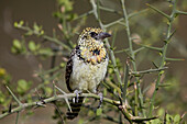 D'Arnauds Barbet ,Trachyphonus darnaudii, Ngorongoro-Schutzgebiet, Tansania, Ostafrika, Afrika