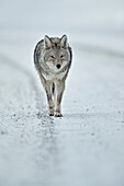 Coyote ,Canis latrans, in the snow in winter, Yellowstone National Park, Wyoming, United States of America, North America