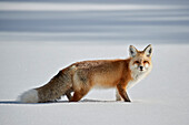 Rotfuchs ,Vulpes vulpes, ,Vulpes fulva, im Schnee im Winter, Grand Teton Nationalpark, Wyoming, Vereinigte Staaten von Amerika, Nordamerika