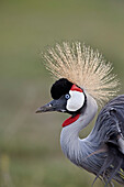 Grey crowned crane ,Southern crowned crane, ,Balearica regulorum, Ngorongoro Crater, Tanzania, East Africa, Africa