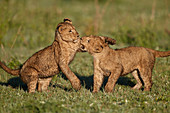 Two lion ,Panthera leo, cubs playing, Ngorongoro Crater, Tanzania, East Africa, Africa