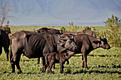 Kapbüffel ,Afrikanischer Büffel, ,Syncerus caffer, Kuh und Kalb, Ngorongoro-Krater, Tansania, Ostafrika, Afrika
