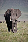 Stier des afrikanischen Elefanten ,Loxodonta africana, Ngorongoro-Krater, Tansania, Ostafrika, Afrika