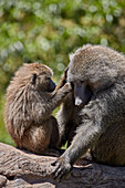 Olive baboon ,Papio cynocephalus anubis, juvenile grooming an adult male, Ngorongoro Crater, Tanzania, East Africa, Africa