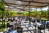 lemon tree at the restaurant La Zagara at Anacapri, island Capri, Golf of Napoli, Italy
