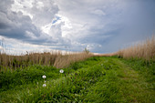Gewitterwolke über Feldweg, Horumersiel, Wangerland, Friesland, Niedersachsen, Deutschland