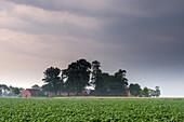 Potato field and farm in fog, Harpstedt, Oldenburg,  Wildeshauser Geest, Lower Saxony, Germany