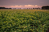 Potato field in the evening light, Harpstedt, Oldenburg, Wildeshauser Geest, Lower Saxony, Germany