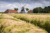 Windmill , Seriemer Mühle,  with barley field, Neuharlingersiel, Esens, Wittmund, Ostfriesland, Lower Saxony, Germany