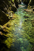 River Radovna flows through the Vintgar gorge, Podhom, Gorje, Gorenjska, Upper Carniola, Triglav National Park, Julian Alps, Slovenia